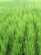 ogaki green
