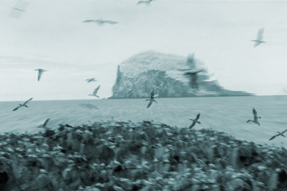 floc ~ in the fields (video still)