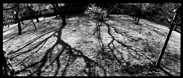Plum tree garden in Mito, Japan