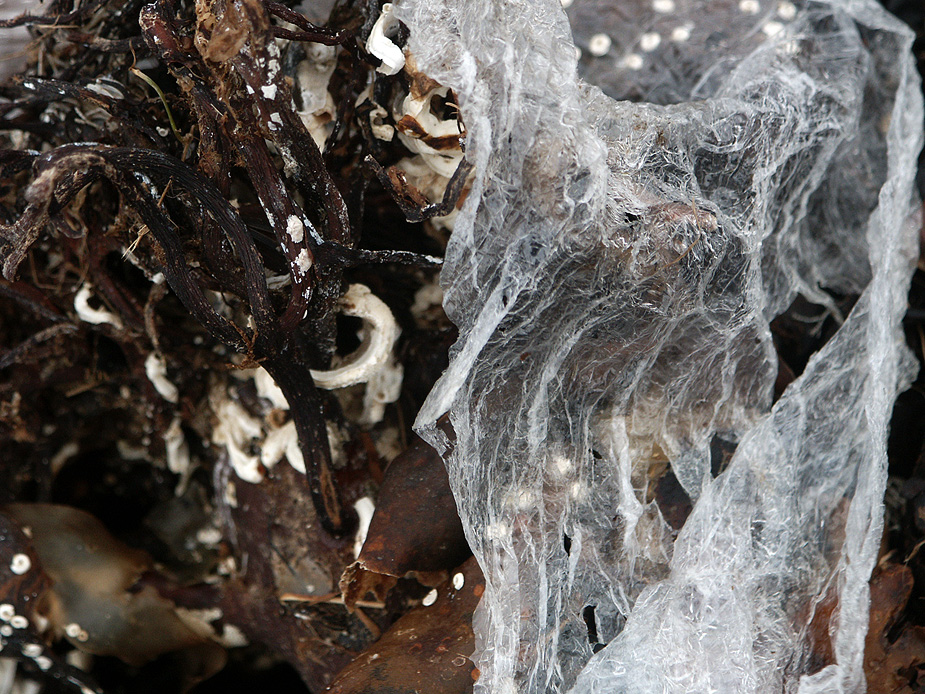 Plastic pollution (Garthvoe, Shetland)