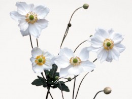 Anemone japonica