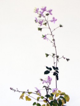 Epimedium grandiflorum
